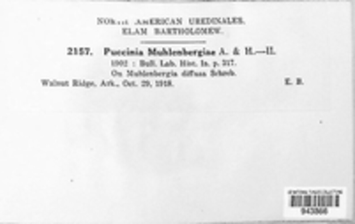 Puccinia muhlenbergiae image